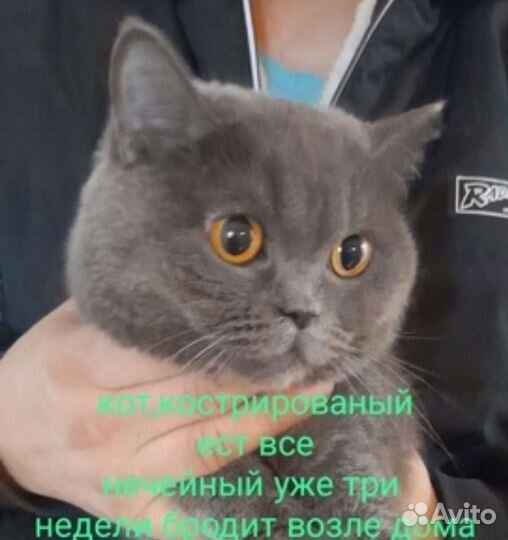 Британец