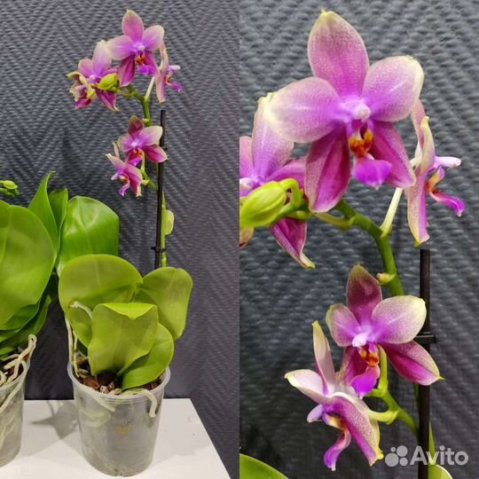 Орхидея Лиодоро