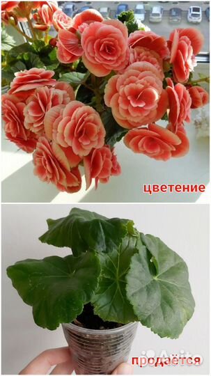 Комнатные растения
