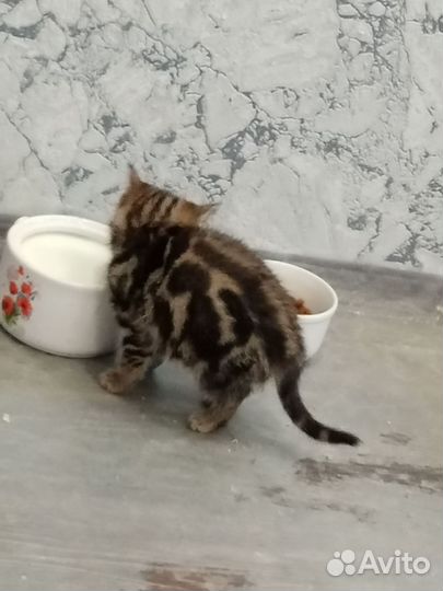 Бенгальские катята