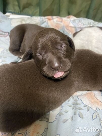 Щенки курцхаара