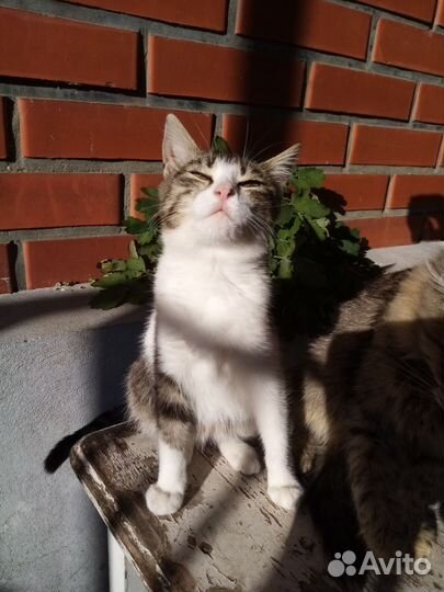 Отдам котят5месяцев