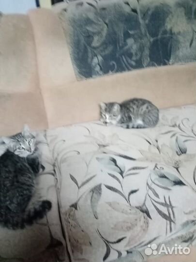 Котята в добрые руки мальчик и девочка
