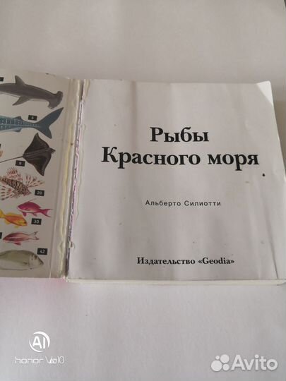 Рыбы Красного моря