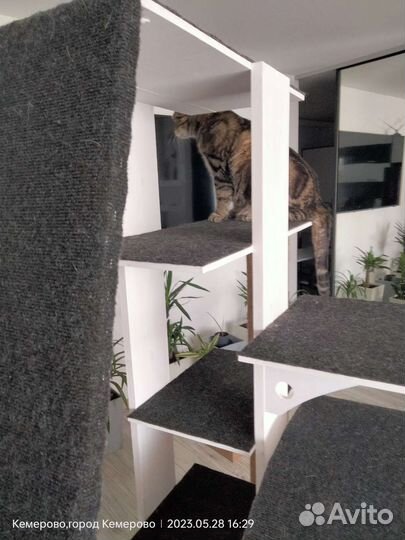 Домик для кошки с беговым колесом