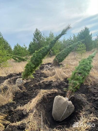 Ель обыкновенная