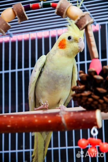 Лучшие птенцы корелл для Вас