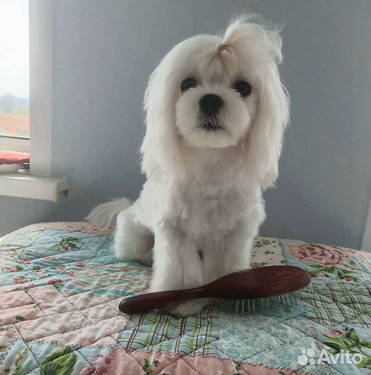 Мальтезе мини