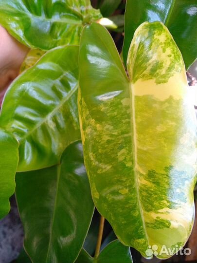 Филодендроы