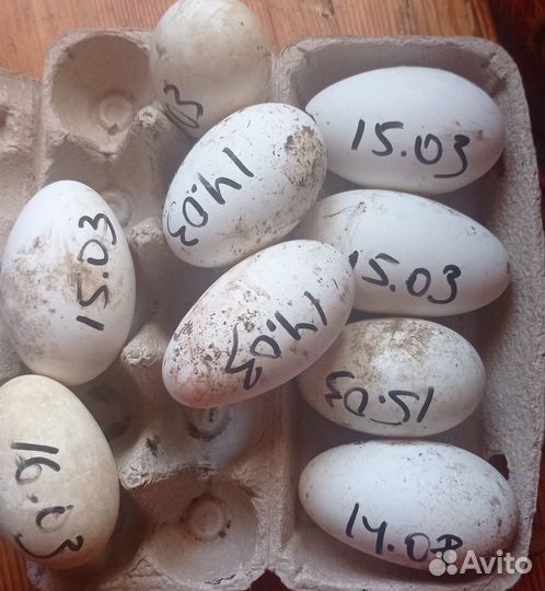 Инкубационное яйцо гусей