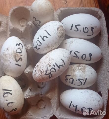 Инкубационное яйцо гусей