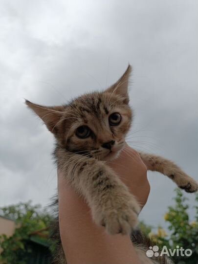 Котята ищут дом