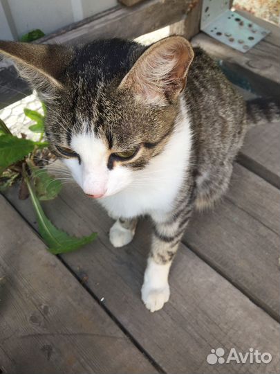 Отдам в добрые руки