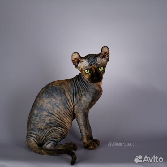 Котята сфинкс эльф