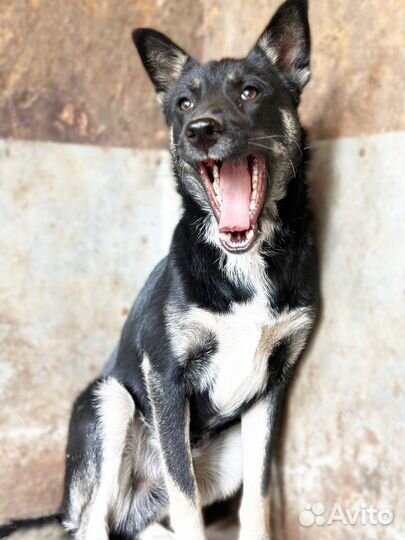 Молодой пёсик в добрые руки