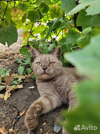Шикарная кошка в добрые руки