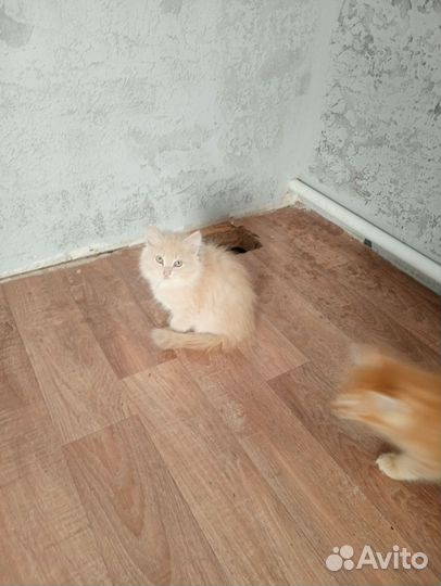 Котята в добрые руки приучены к лотку