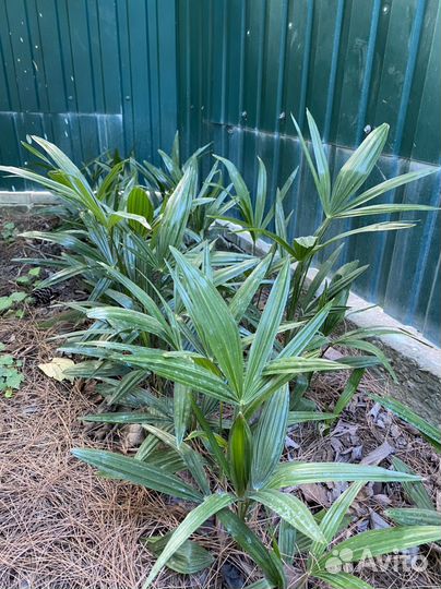 Трахикарпус пальма