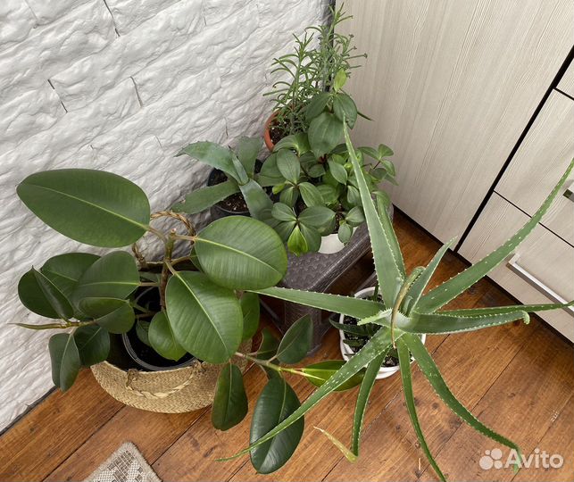 Фикус, алоэ, пеперомия, каланхоэ