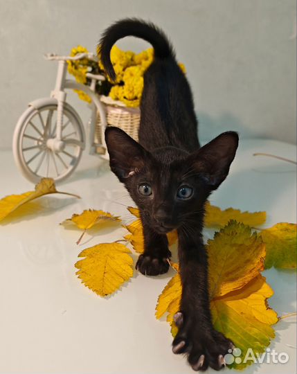 Ориентальные котята