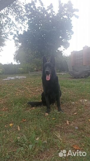 Восточно-европейская овчарка