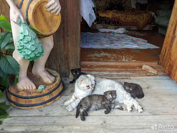 Шотландские вислоухие котята