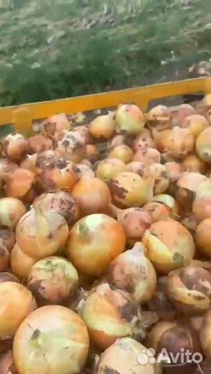 Лук репчатый оптом