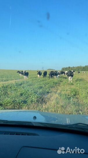 Телки и нетели