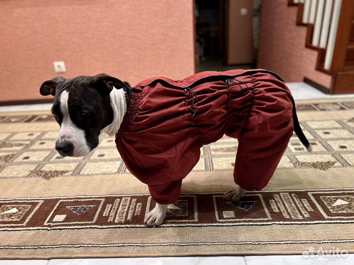 Одежда собак