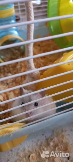 Домашние животные