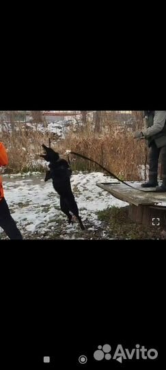 Вязка. Немецкая овчарка