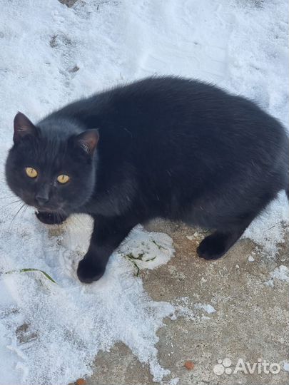 Котики бесплатно