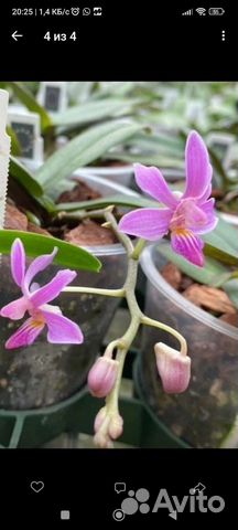 Орхидея фаленопсис, 9 сортов