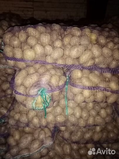 Картофель оптом