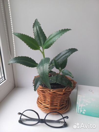 Каланхоэ лечебное