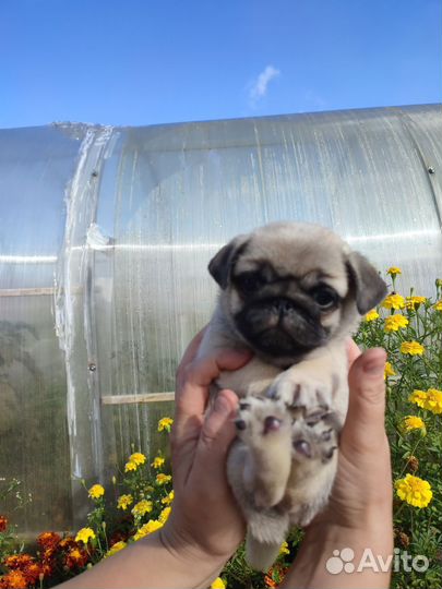 Щенки мопса