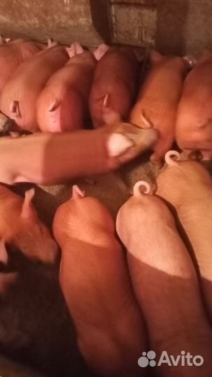 Продам поросят Дюрок 2,5 месяца