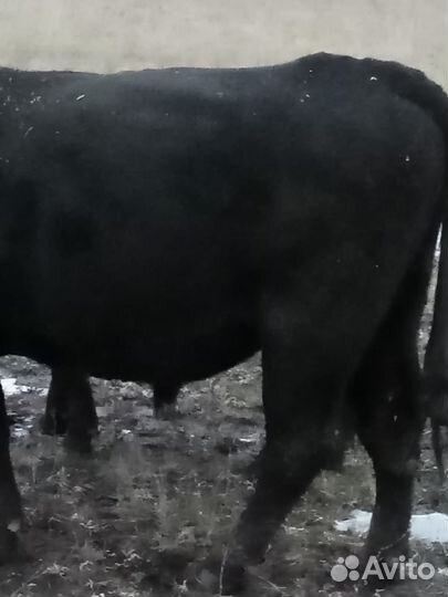 Быки и нетели абердины