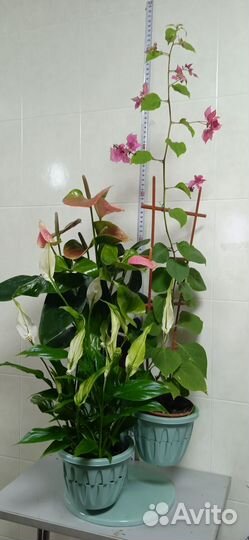 Комнатные растения