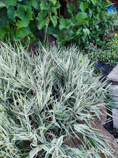 Полосатая травка