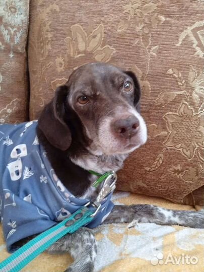 Спаниель в добрые руки