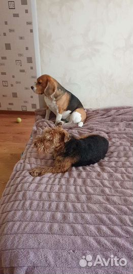 Передержка собак и кошек