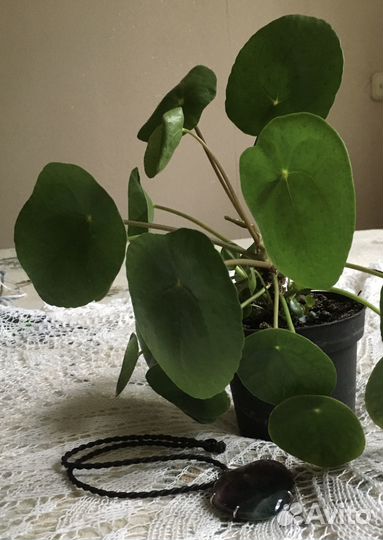 Комнатные цветы