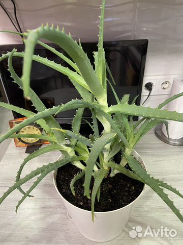 Алоэ лечебный