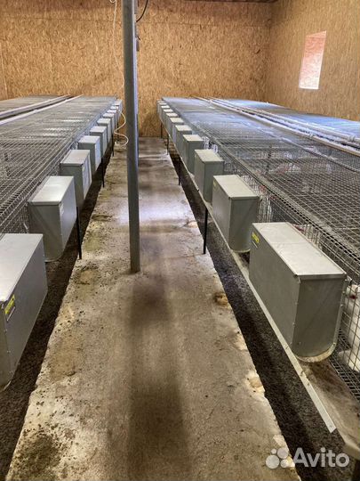 Кролики Клетки