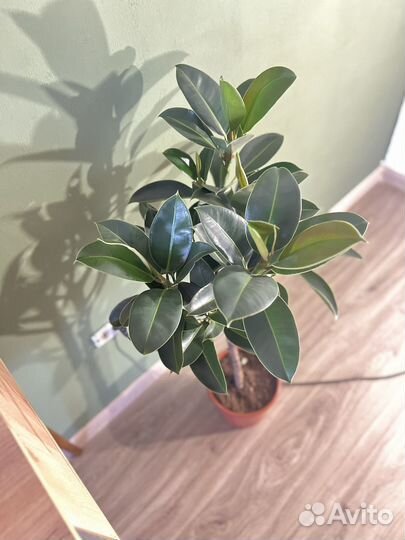 Ficus elastica мелани