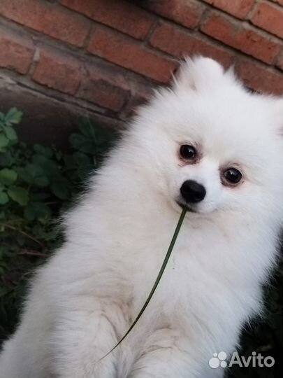 Шпиц вязка