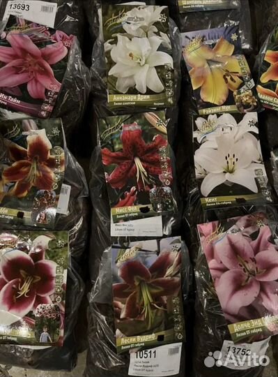 Лилии луковицы