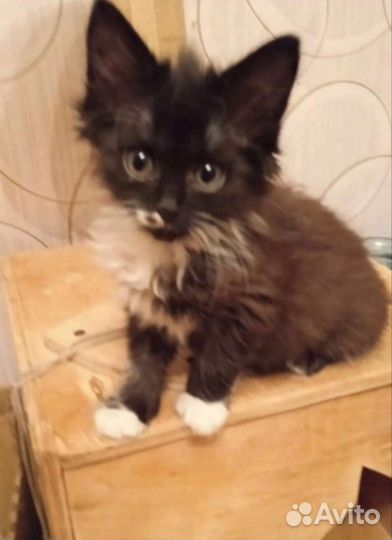 Котята ищут дом