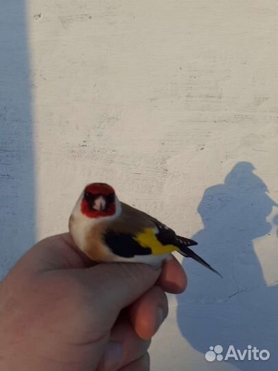 Певчая лесная птица